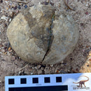 Australian fossil crab ("Lignihomola etheridgei")