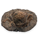 Australian fossil crab ("Lignihomola etheridgei")