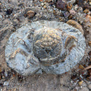 Australian fossil crab ("Lignihomola etheridgei")