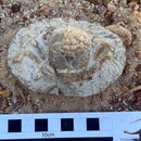 Australian fossil crab ("Lignihomola etheridgei")