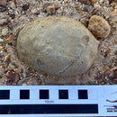 Australian fossil crab ("Lignihomola etheridgei")