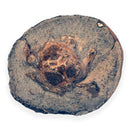Australian fossil crab ("Lignihomola etheridgei")