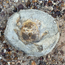 Australian fossil crab ("Lignihomola etheridgei")