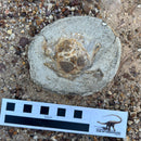 Australian fossil crab ("Lignihomola etheridgei")
