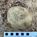 Australian fossil crab ("Lignihomola etheridgei")