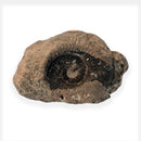 Australian fossil ammonite ("Myloceras ammonoide")