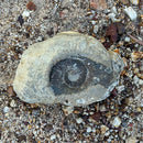 Australian fossil ammonite ("Myloceras ammonoide")