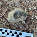 Australian fossil ammonite ("Myloceras ammonoide")