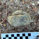 Australian fossil ammonite ("Myloceras ammonoide")