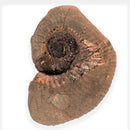 Australian fossil ammonite ("Myloceras ammonoide")