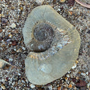 Australian fossil ammonite ("Myloceras ammonoide")