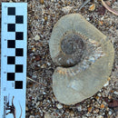 Australian fossil ammonite ("Myloceras ammonoide")