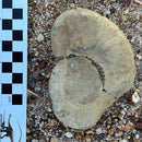 Australian fossil ammonite ("Myloceras ammonoide")