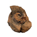 Australian fossil ammonite ("Myloceras ammonoide")