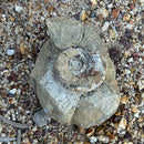 Australian fossil ammonite ("Myloceras ammonoide")