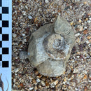 Australian fossil ammonite ("Myloceras ammonoide")