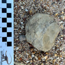 Australian fossil ammonite ("Myloceras ammonoide")