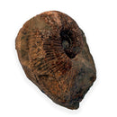 Australian fossil ammonite ("Myloceras ammonoide")