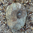 Australian fossil ammonite ("Myloceras ammonoide")