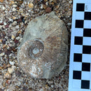 Australian fossil ammonite ("Myloceras ammonoide")