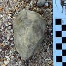 Australian fossil ammonite ("Myloceras ammonoide")