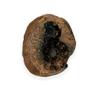 Australian fossil ammonite ("Myloceras ammonoide")