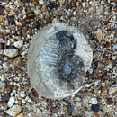 Australian fossil ammonite ("Myloceras ammonoide")
