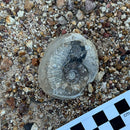 Australian fossil ammonite ("Myloceras ammonoide")
