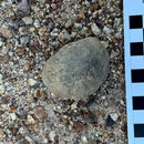 Australian fossil ammonite ("Myloceras ammonoide")