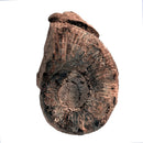 Australian fossil ammonite ("Myloceras ammonoide")