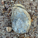 Australian fossil ammonite ("Myloceras ammonoide")