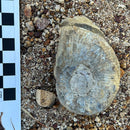 Australian fossil ammonite ("Myloceras ammonoide")