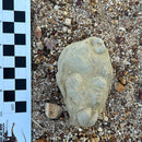 Australian fossil ammonite ("Myloceras ammonoide")