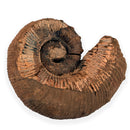 Australian fossil ammonite ("Myloceras ammonoide")