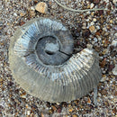 Australian fossil ammonite ("Myloceras ammonoide")