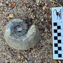 Australian fossil ammonite ("Myloceras ammonoide")