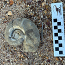 Australian fossil ammonite ("Myloceras ammonoide")