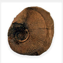 Australian fossil ammonite ("Myloceras ammonoide")