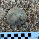 Australian fossil ammonite ("Myloceras ammonoide")