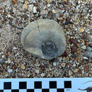 Australian fossil ammonite ("Myloceras ammonoide")