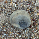 Australian fossil ammonite ("Myloceras ammonoide")