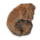 Australian fossil ammonite ("Myloceras ammonoide")