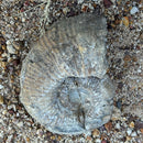 Australian fossil ammonite ("Myloceras ammonoide")