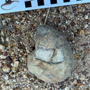 Australian fossil ammonite ("Myloceras ammonoide")