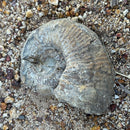 Australian fossil ammonite ("Myloceras ammonoide")