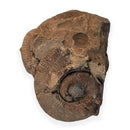Australian fossil ammonite ("Myloceras ammonoide")