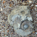 Australian fossil ammonite ("Myloceras ammonoide")