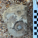 Australian fossil ammonite ("Myloceras ammonoide")