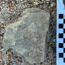 Australian fossil ammonite ("Myloceras ammonoide")