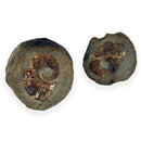 Australian fossil ammonite ("Myloceras ammonoide")